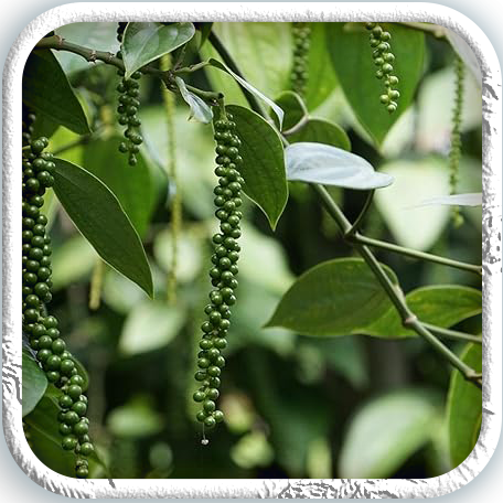 Kerala Black Pepper